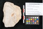 Foto (Detailansicht) von Cinnamomum intermedium Ettingshausen (NHMW-GEO-2024-0188-10153)